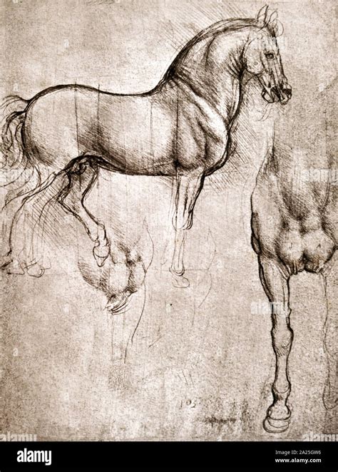 Sketch for the bronze horse of the Sforza Monument by Leonardo da Vinci ...