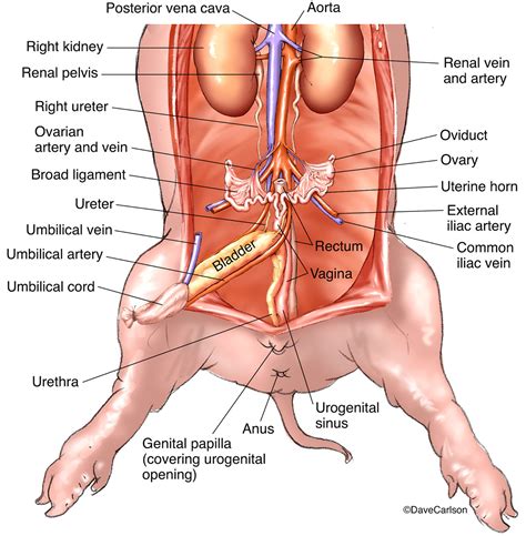 Fetal Pig Female Reproductive System Diagram