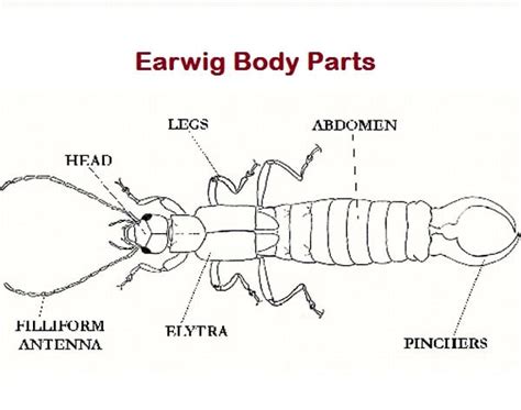 Top 10 Facts about Earwig - Diet, Lifespan, Habitat & More | Facts.net