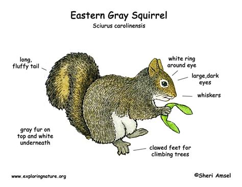 Squirrel (Eastern Gray)