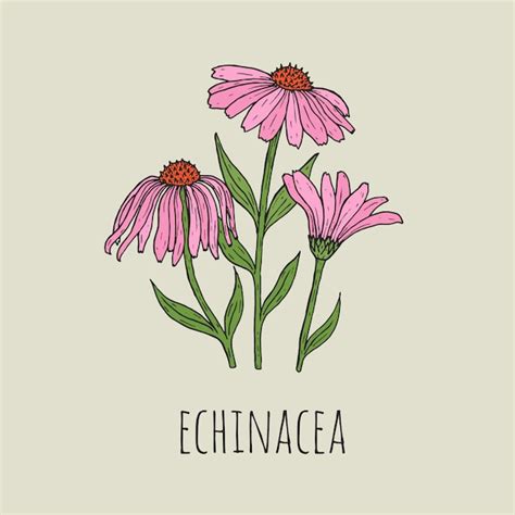 Echinacea Plant Drawing