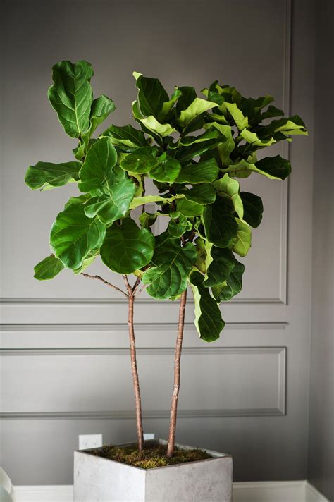 HOUSEPLANTS: GOING GREEN NEVER LOOKED SO GOOD | Идеи посадки растений ...