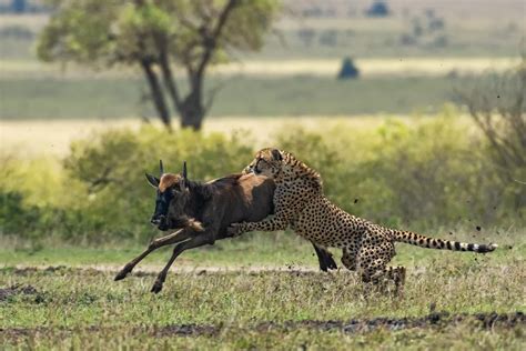 Cheetah hunting a young Wildebeest | Smithsonian Photo Contest | Smithsonian Magazine