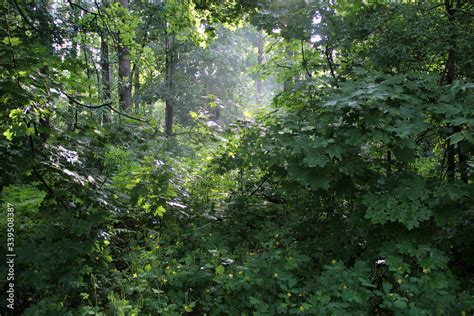 Beautiful summer forest landscape in the morning sun rays. Sunrise in ...