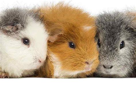 A Complete Guide To Guinea Pig Colors - With Photos!