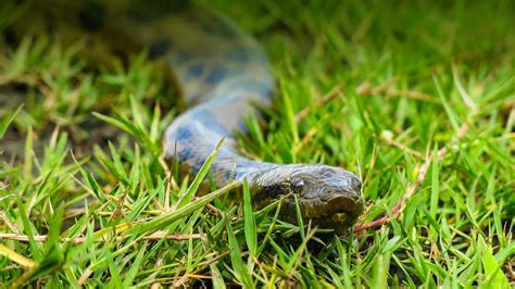 Anaconda | San Diego Zoo Animals & Plants