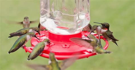 Best Homemade Hummingbird Nectar Recipe Guide 2023 - AtOnce