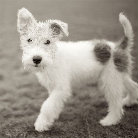 White Welsh Terrier Puppies - Michelle Writesya