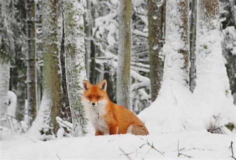 Winter in Estonia