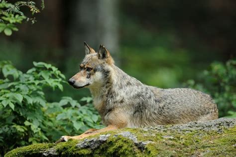 The wolves' habitat – Gray wolves prefer to live in mountain forests, grasslands and scrubland ...