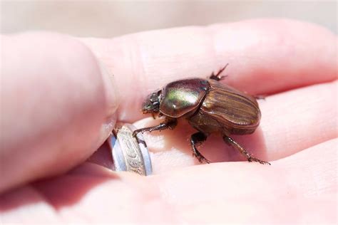 Eat poo, have sex and die happy as a beetle in dung - ABC Radio National