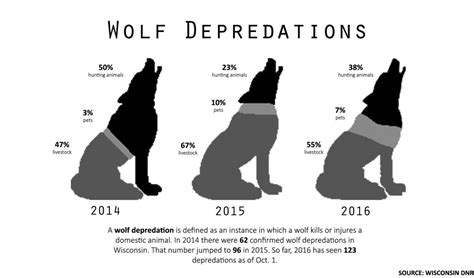 Gray wolf population maintained even during hunting seasons | The Observatory