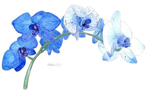 Blue Orchid Study | Blue orchids, Blue orchid flower, Orchid illustration