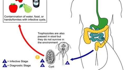 Giardia lamblia: Life Cycle, Diseases and laboratory diagnosis - Learn ...