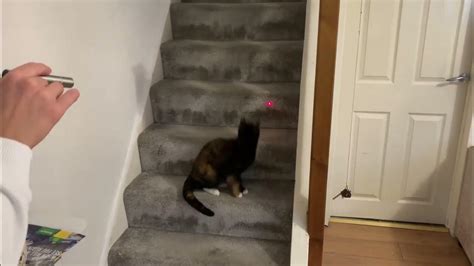 Playful Cat Chases Laser Pointer - YouTube