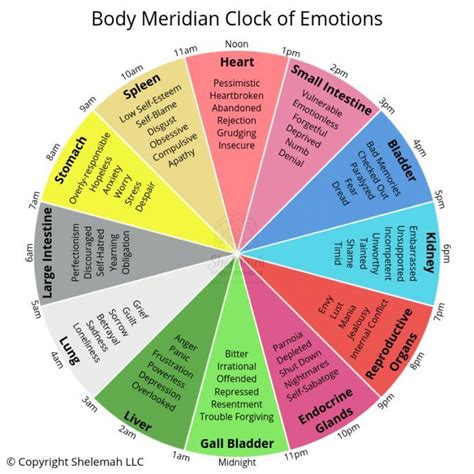 What Your Body Clock is Trying to Tell You | Body clock, Emotion chart, Energy medicine