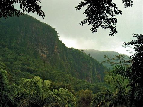 Cloud forest | Definition, Description, Ecology, Plants, Distribution, & Facts | Britannica