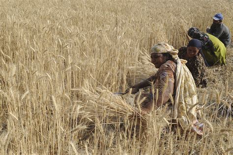 Wheat Harvesting in India - WSJ