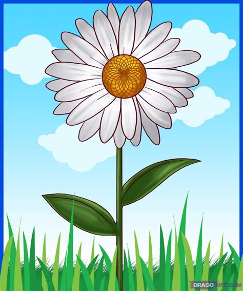 Common Daisy Flowers Drawing - 900x1077 Wallpaper - teahub.io