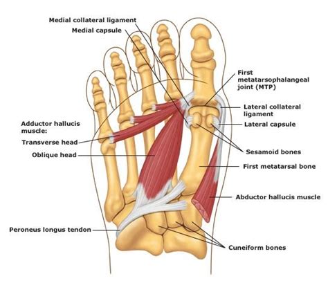 Era Of Knowledge: Hallux valgus deformity (bunion)