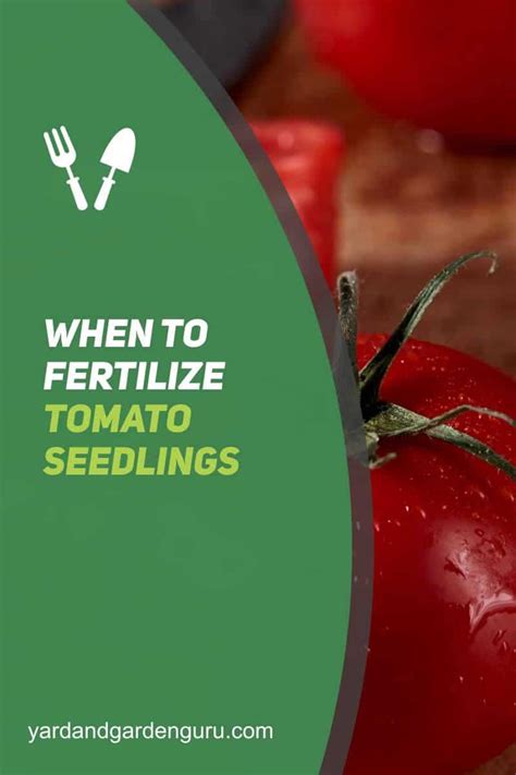 When To Fertilize Tomato Seedlings