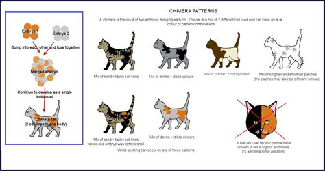 #catsfunnytumblr | Cat colors, Cat breeds chart, Cats