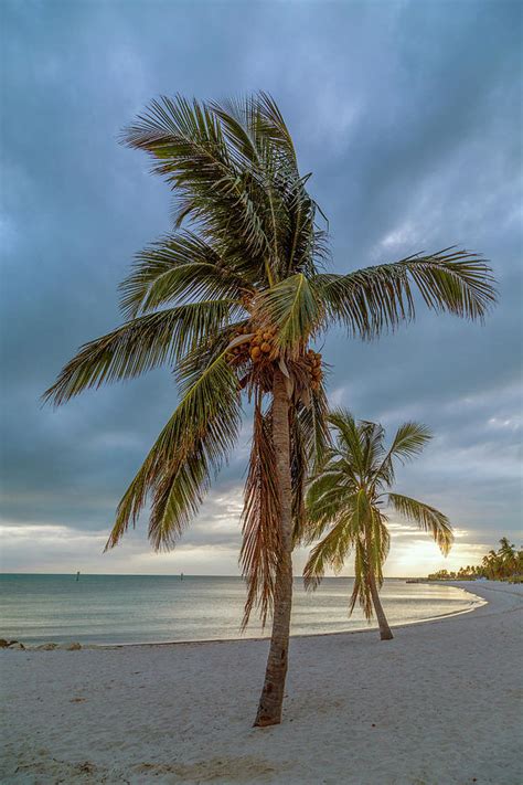 Smathers Beach Coconut Sunset Photograph by Betsy Knapp - Fine Art America