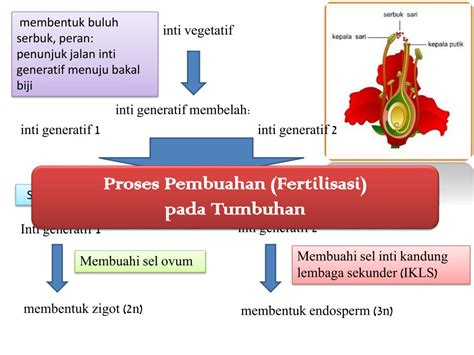 PPT - Pembuahan ( Fertilisasi ) pada Tumbuhan PowerPoint Presentation, free download - ID:3487881