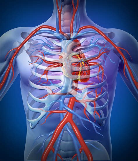 Human Respiratory System Diseases - Health n Well.com