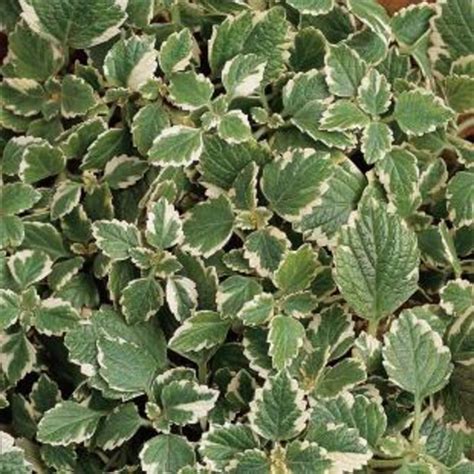 Plectranthus coleoides 'Variegata' Swedish Ivy | Garden Center Marketing