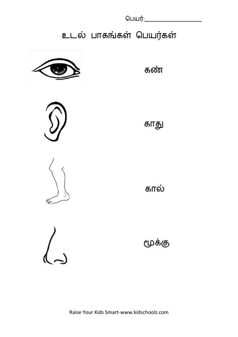 Tamil- Body parts name Worksheet 1 - Kidschoolz