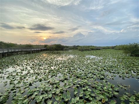 Anhinga Trail | NPS Photo by Dylann Turffs | Everglades National Park | Flickr