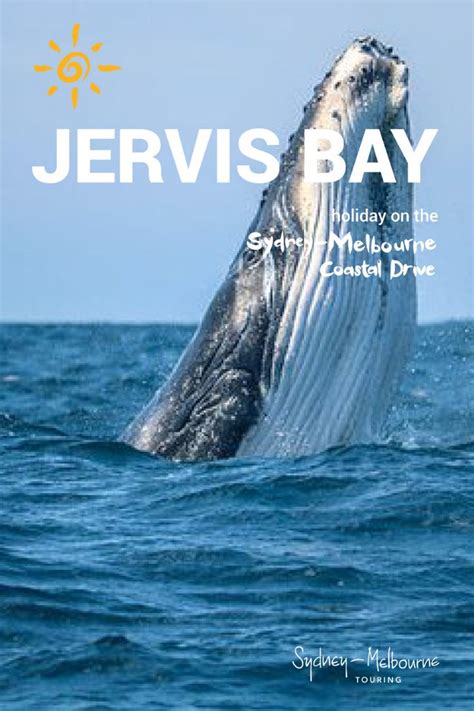 Whale Watching, Jervis Bay NSW | Whale watching tours, Whale watching, Touring