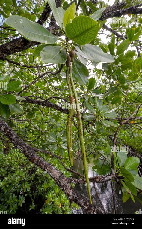 Mangrove seedlings on the tree, Gam Island, Rhizophora stylosa, Raja Ampat, West Papua ...