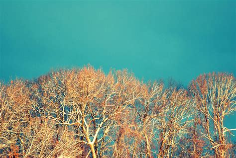 Winter trees | Winter trees, Abstract artwork, Picture