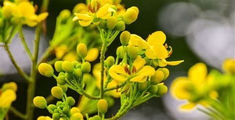 Cassia Oil Benefits: Helping Circulation, Arthritis & Depression - Dr. Axe