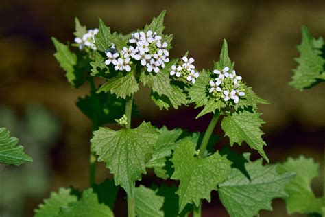 Garlic Mustard - Cuyahoga Valley National Park (U.S. National Park Service)