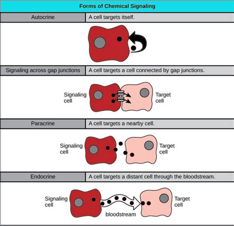 Cell Signaling Diagram