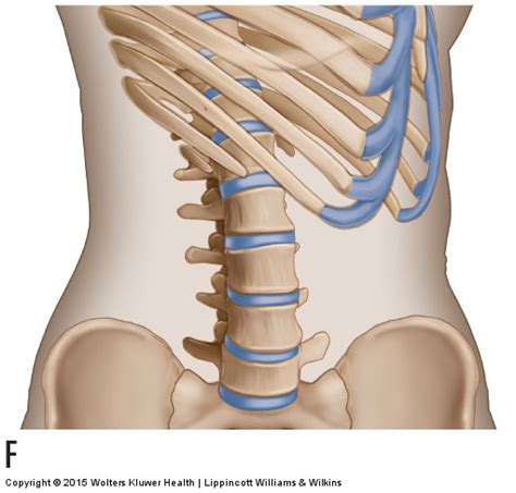 Motions of the Joints of the Lumbar Spine