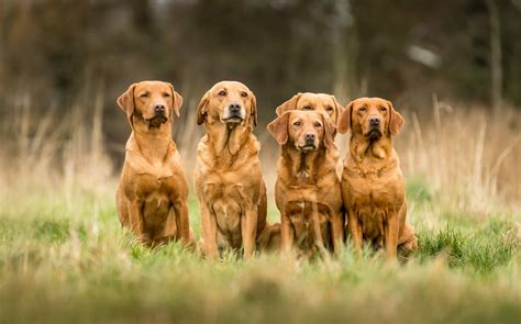 Red Fox Labradors: Traits, Controversy, Puppy Cost & More - Dog Food Care