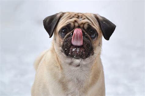 Download Animal Pug HD Wallpaper