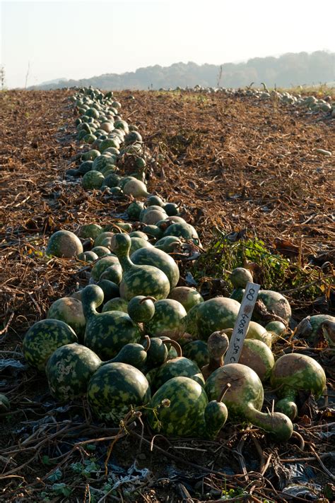 Gourds drying in our fields. They will stay there until Spring and then we'll pick them up and ...