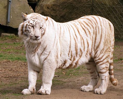 White Tiger Stock 4 | White tiger, Tiger, White bengal tiger