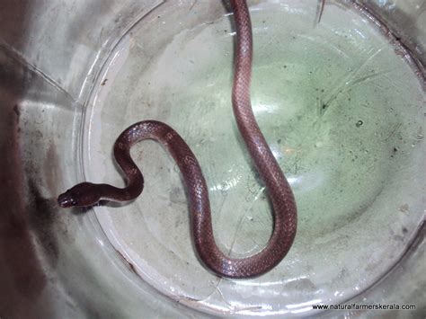 Baby Krait Snake compare with Common Wolf Snake - Natural Farmers Kerala