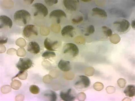 Horseshoe Crab Eggs Hatching - YouTube