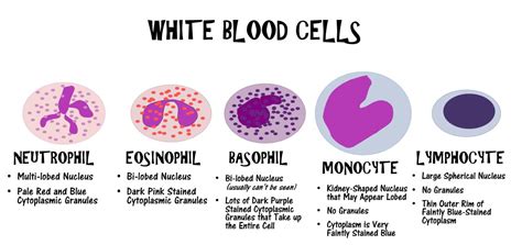 BLOOD CELLS - SCIENTIST CINDY