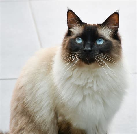 Ragdoll Cat Pictures and Information - Cat-Breeds.com