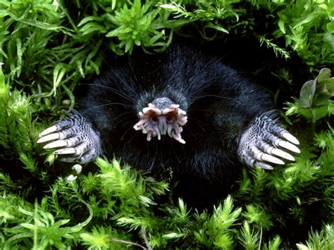 Where to See These 19 Strange Animals | Travel Insider