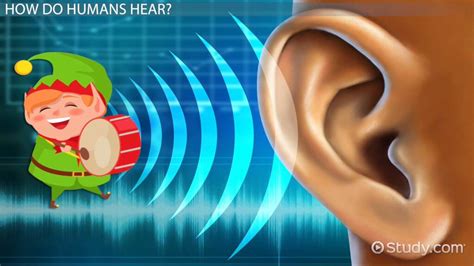 Sense of Hearing Lesson for Kids - Lesson | Study.com