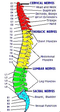 Lower Back Nerves Body Diagram - The Body Diagram Used By Fm Patients To Indicate Local Pain ...